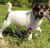 Quince - ADOPTED 10.08.09