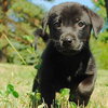 Mimosa - ADOPTED 09.28.09