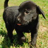 Mimosa - ADOPTED 09.28.09