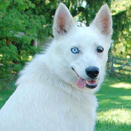 Sheba - ADOPTED 10.20.09