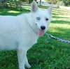 Sheba - ADOPTED 10.20.09