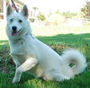 Sheba - ADOPTED 10.20.09