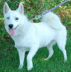 Sheba - ADOPTED 10.20.09