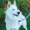 Sheba - ADOPTED 10.20.09