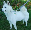 Sheba - ADOPTED 10.20.09