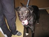 Dash - ADOPTED 12.04.09