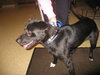 Dash - ADOPTED 12.04.09