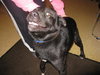 Dash - ADOPTED 12.04.09