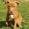 Mozzerella - ADOPTED
