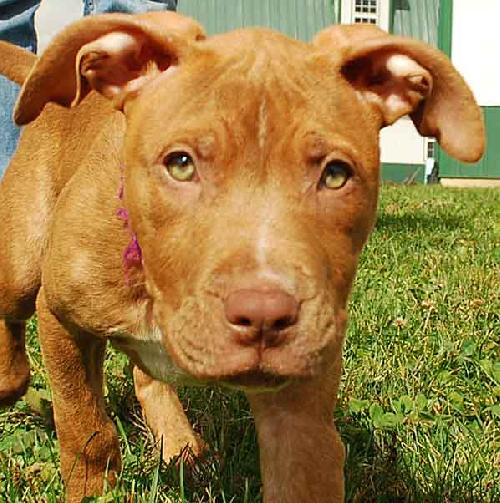 Mozzerella - ADOPTED
