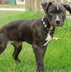 Monteray - ADOPTED 11.14.09