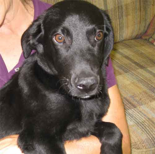 Ferlin - ADOPTED 11.12.09