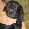 Ferlin - ADOPTED 11.12.09