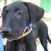 Ferlin - ADOPTED 11.12.09