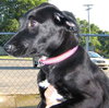 Inky - ADOPTED 11.18.09