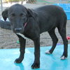 Inky - ADOPTED 11.18.09