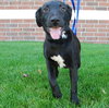 Inky - ADOPTED 11.18.09
