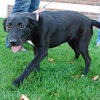 Inky - ADOPTED 11.18.09