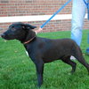 Inky - ADOPTED 11.18.09