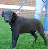 Inky - ADOPTED 11.18.09