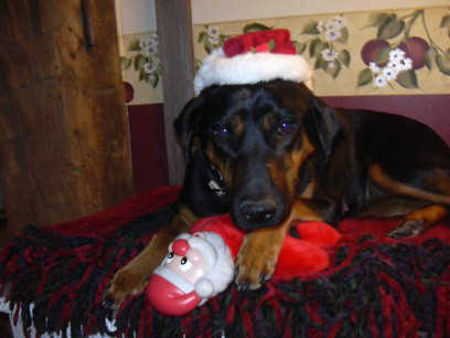 Missy-ADOPTED