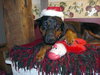 Missy-ADOPTED