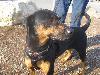 Missy-ADOPTED