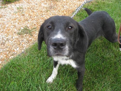 Rory - ADOPTED