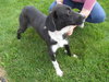 Rory - ADOPTED
