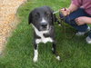 Rory - ADOPTED