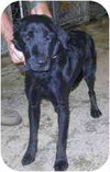 Holly - ADOPTED 11.01.09