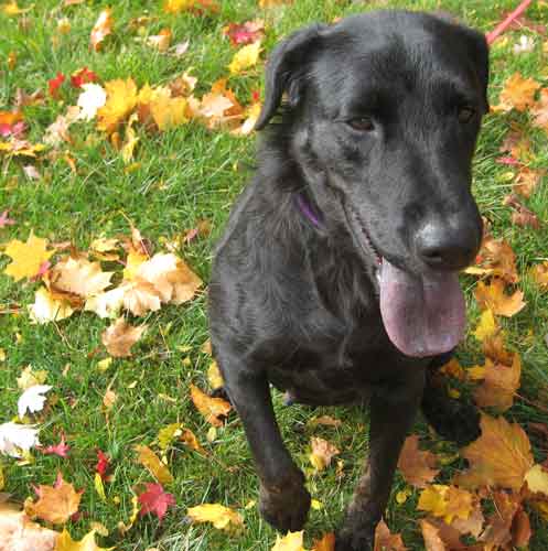 Holly - ADOPTED 11.01.09