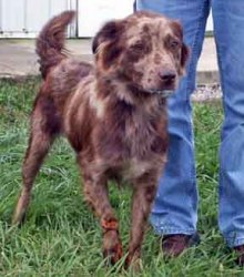 Sheena - ADOPTED 10.29.09