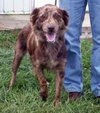 Sheena - ADOPTED 10.29.09