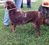 Sheena - ADOPTED 10.29.09