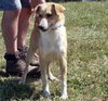 Pippa - ADOPTED 11.25.09