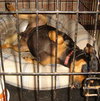 Prince - ADOPTED 12.20.09
