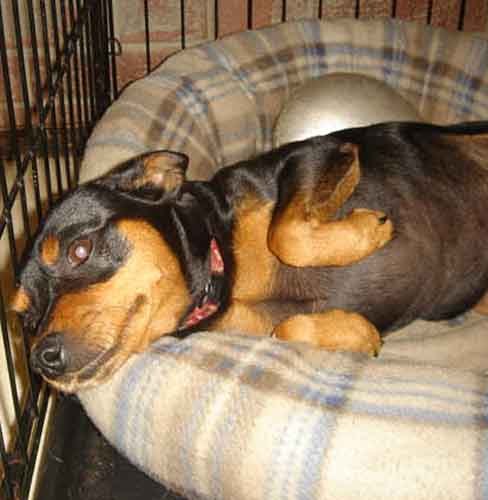 Prince - ADOPTED 12.20.09