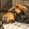 Prince - ADOPTED 12.20.09