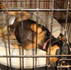 Prince - ADOPTED 12.20.09
