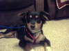 Bandit-ADOPTED-10.27.09