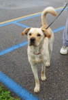 Rosco - ADOPTED 10.18.09