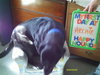 Archie - ADOPTED 04.23.10