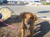 Sophie - ADOPTED 12.06.09