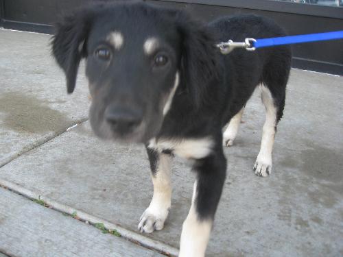Shiloh - ADOPTED 12.06.09
