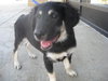 Shiloh - ADOPTED 12.06.09