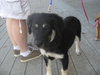 Shiloh - ADOPTED 12.06.09
