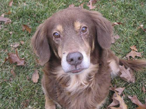 Mr. Jack-ADOPTED