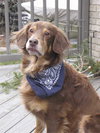 Mr. Jack-ADOPTED