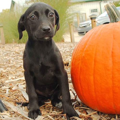 Boo - ADOPTED 12.28.09